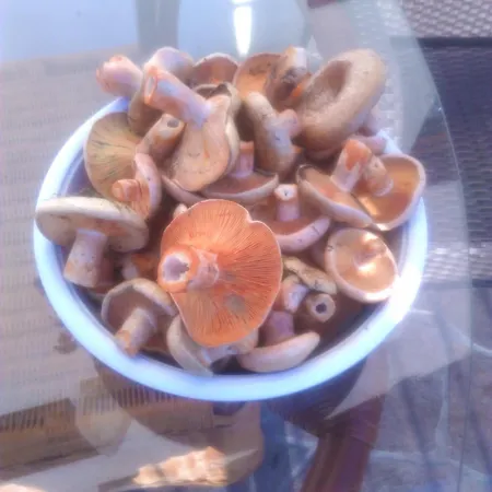 Agroturystyka Nad Wda