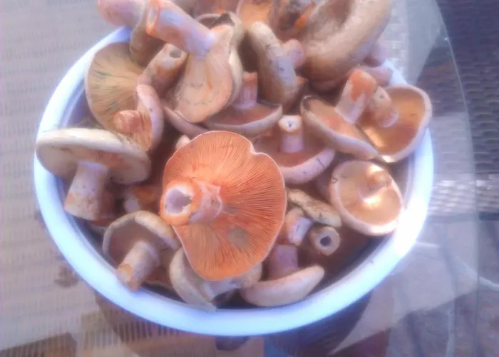 Agroturystyka Nad Wda